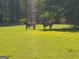 Serene pasture with horses grazing in a field of yellow wildflowers at 7866 Hwy 54, Sharpsburg, GA 30277