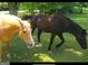 Two horses in a lush green pasture at 7866 Hwy 54, Sharpsburg, GA 30277