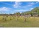 Serene backyard featuring a variety of trees and a grassy landscape at 115 Bernhard Rd, Fayetteville, GA 30215