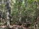 Dense forest area with lush greenery at 1500 Pine Forest Rd, Mansfield, GA 30055