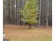 Wooded backyard with a hammock hanging from a tree at 116 Winthrop Dr, Sharpsburg, GA 30277