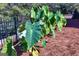 Landscaped backyard with lush greenery and a black metal fence at 242 Kirkley Rd, Tyrone, GA 30290