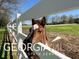 Adorable foal peeking through a white fence at 460 Dixie Rd, Covington, GA 30014