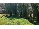 Overgrown backyard with dense vegetation and trees at 3483 Conley St, College Park, GA 30337