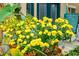 Lovely yellow flowers in a terracotta pot at 955 Juniper Ne St # 4027, Atlanta, GA 30309