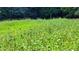 Wildflower meadow with various colorful flowers at 3525 Hamilton Mill Rd, Buford, GA 30519