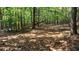 Wooded area with a path and fallen tree at 3525 Hamilton Mill Rd, Buford, GA 30519