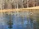 Serene pond with Canadian geese, offering a peaceful outdoor setting at 6225 Collins Nw Rd, Acworth, GA 30101