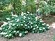 Lush flowering hydrangea bush in condo community at 3300 Windy Ridge Se Pkwy # 1110, Atlanta, GA 30339