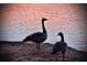 Two geese stand by the lake at sunset at 2867 Darlington Run, Duluth, GA 30097