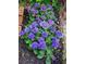 Hydrangeas in shades of purple and blue add curb appeal at 3242 Bonway Dr, Decatur, GA 30032