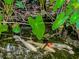Three Koi fish in a backyard pond at 3060 Orchard Sw Rd, Conyers, GA 30094