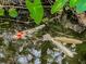 Three Koi fish in a backyard pond at 3060 Orchard Sw Rd, Conyers, GA 30094