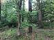 Path through a wooded area with tall trees and undergrowth at 2165 Old Salem Se Rd, Conyers, GA 30013