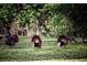 Several wild turkeys in a grassy field near the woods at 7790 Atlanta Newnan Rd, Chattahoochee Hills, GA 30268