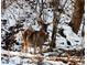 Large whitetail buck standing in snowy woods at 7790 Atlanta Newnan Rd, Chattahoochee Hills, GA 30268