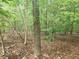 Wooded area with mature trees and leaf-covered ground at 2681 Buford Hwy, Cumming, GA 30041