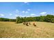 Cattle grazing in a lush pasture with a backdrop of trees at 787 Tidwell Rd, Powder Springs, GA 30127