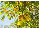 Ripe pears on a tree in the backyard at 7350 Ono Rd, Palmetto, GA 30268