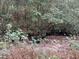 Serene creek on property, offering a tranquil natural setting at 2520 Conley Dr, Cumming, GA 30040