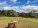 Serene pasture with horses grazing under a bright sky at 160 Cross Rd, Covington, GA 30016