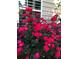 Vibrant red rose bushes in full bloom near the house at 3554 Umatilla Sw Ln, South Fulton, GA 30331