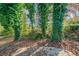 Wooded backyard with ivy-covered trees at 4635 Garden Hills Dr, Stone Mountain, GA 30083