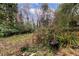 Overgrown backyard with various plants and trees at 750 Mount Vernon Hwy, Atlanta, GA 30327