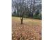 Open backyard with a small tree and leaf covered ground at 5904 Heatherwood Ln, Riverdale, GA 30296