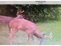 Two white-tailed deer in the backyard at 410 Kilcrease Rd, Auburn, GA 30011