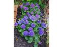 Hydrangeas in shades of purple and blue add curb appeal at 3242 Bonway Dr, Decatur, GA 30032
