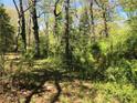 Wooded area with tall trees and undergrowth at 2165 Old Salem Se Rd, Conyers, GA 30013