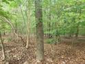 Wooded area with mature trees and leaf-covered ground at 2681 Buford Hwy, Cumming, GA 30041