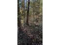 Wooded area with underbrush and tall trees at Lot 15 Fairview Springs Dr, Ellenwood, GA 30284