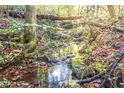 Serene creek running through a lush forest at 8872 Conners Rd, Villa Rica, GA 30180