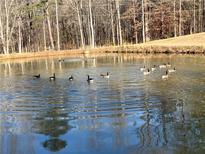 Serene pond with Canadian geese, offering a peaceful outdoor setting at 6225 Collins Nw Rd, Acworth, GA 30101