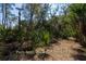 Nature path from dock to island home, shaded and serene at 8871 Palmetto Rd # 33 Ac Private Island, Edisto Beach, SC 29438