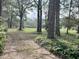 Wooded area with a grassy clearing and two paths at 138 Waddell Ln, Ridgeville, SC 29472