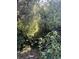 Overgrown backyard with dense vegetation and cut tree stumps at 401 Constance St, Walterboro, SC 29488