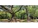 Mature oak trees with Spanish moss in a park-like setting at 2317 Tall Sail Dr # 1007 G, Charleston, SC 29414