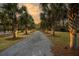 Long driveway lined with palm trees illuminated at sunset at 2773 Mt Carmel Rd, Walterboro, SC 29488
