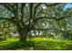 Large live oak tree with Spanish moss, grassy yard at 8083 Point Of Pines Rd, Edisto Island, SC 29438