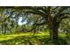 Expansive lawn shaded by a majestic oak tree draped in Spanish moss at 8083 Point Of Pines Rd, Edisto Island, SC 29438