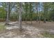 Wooded area with hammock and partially paved ground at 316 Bay Village Ln, Moncks Corner, SC 29461