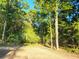 Mature trees and undergrowth on the property at 976 S Main St, Saint Stephen, SC 29479