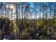 Sunlit marsh view through the trees at 1687 Cultivation Ln # 461, Mount Pleasant, SC 29466