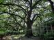 Large oak trees provide shade in the backyard at 2320 S Lander Ln, Charleston, SC 29414