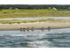 Beachfront horseback riding with ocean views at 1239 Creek Watch, Seabrook Island, SC 29455