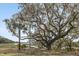 Mature oak tree with Spanish moss, providing shade at 9844 Haven Loop, Johns Island, SC 29455