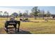 Pasture with goats and a feeding area at 9844 Haven Loop, Johns Island, SC 29455